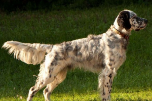 English setter - popularny hunter