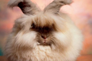 Angora królik - puszysta bryła Angora królik - puszysta bryła