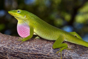 Analis - jasne i aktywne iguany