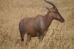 Antilope topi: wygląd, zachowanie i reprodukcja Antilope topi: wygląd, zachowanie i reprodukcja