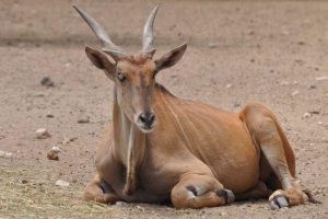 Antofa cannes - dzikie zwierzęta, które mogą być oswojone Antofa cannes - dzikie zwierzęta, które mogą być oswojone