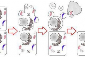 Apoptoza - proces zaprogramowanej śmierci komórek komórkowych