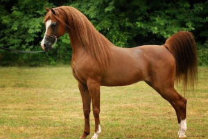 Konie arabskie. Zawartość koni czystej krwi