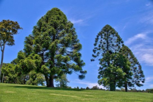 Araucaria bidville