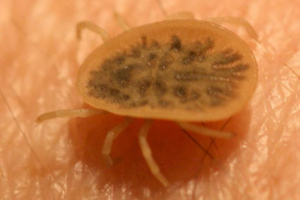 Argasovy ticks - niebezpieczne pasożyty