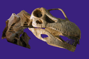 Argentynosaur Argentynosaur