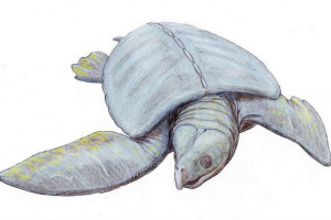 Archelon - żółw o niesamowitych rozmiarach Archelon - żółw o niesamowitych rozmiarach