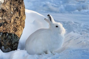 Plac arctic (hare polar hare) Plac arctic (hare polar hare)