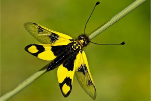 Askalaf motley lub motley baravoisk Askalaf motley lub motley baravoisk