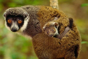 Avagis rune lub oriental woolly lemur