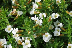 Avran lecinal Avran lecinal