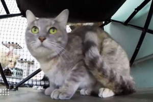 Australijski kot umieścił rodzaj zapisu pobytu w single