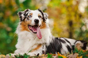 Australijski pasterski pies aussi - charakterystyka rasy