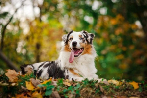 Pies owczarek australijski - nie w ogóle australii