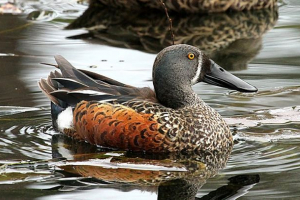 Australijska szkoła switon