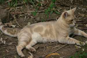 Australijska mgła: znajomość z rasą