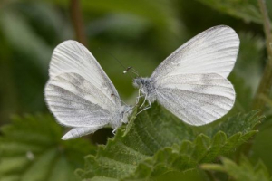 Motyl - widoki i opis rodziny Motyl - widoki i opis rodziny