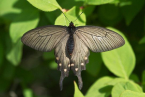 Motyle czerwonej książki