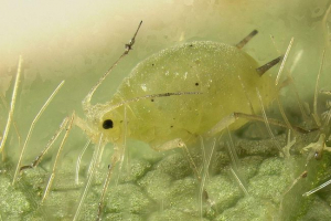 Bakhchy tlla - wiemnobożany owad i przewoźnik wirusów