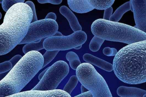 Bakterie: przyjaciel lub wróg?