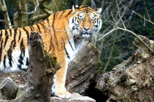 Tygrys balijski Tygrys balijski