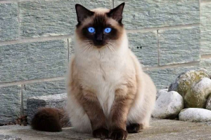 Balijski kot lub balijski kot lub balijscy