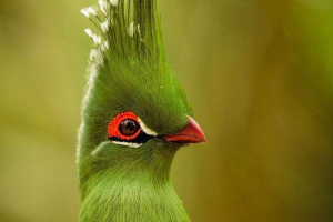 Bananoeds, które nie lubią bananów Bananoeds, które nie lubią bananów