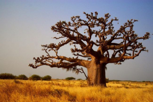 Baobab