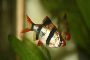 Barbus sumatra: zdjęcie, opis ryb akwariowych