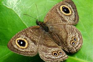 Bargamets - velvet butterflies Bargamets - velvet butterflies