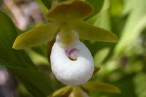 Buty dużych kwiatów Buty dużych kwiatów