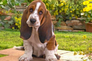Basset hound - opis ras