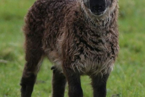 Basl - średnia między ram a kozą Basl - średnia między ram a kozą