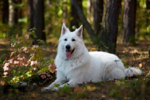 White swiss shepherd - cechy ras