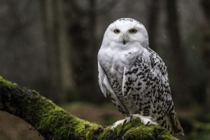 Biała sowa Biała sowa