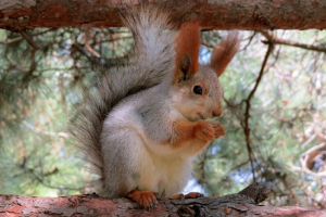 Białko-teleutka (białko ałtaj) Białko-teleutka (białko ałtaj)