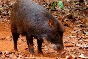 Beloborone piekarzy - niezwykłe zwierzę