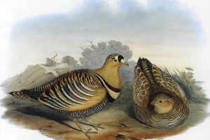 Belochy ryabok Belochy ryabok