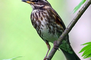 Belobrovik. Wszystko o życiu niezwykłego drozda Belobrovik. Wszystko o życiu niezwykłego drozda