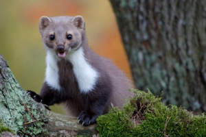 Pasek (kamienny rzęs)