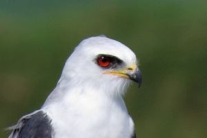 Bielelany smoky korshun