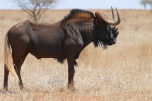 Belochegice gnu Belochegice gnu
