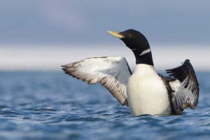 Oślepiająca gagara - największa z gagara