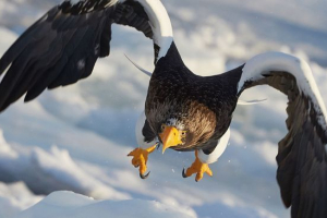 Biały orlen Biały orlen