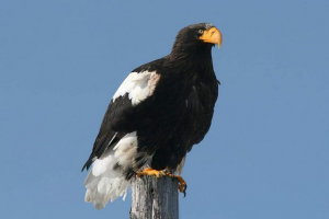 Biały orzeł: burzaczki