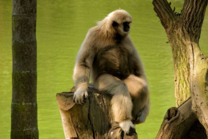 Białorusski gibbon