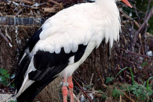 Bocian. Opis ptaka Bocian. Opis ptaka