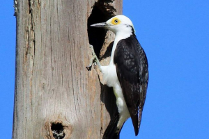 Biały dzięcioł z genomerapów Biały dzięcioł z genomerapów