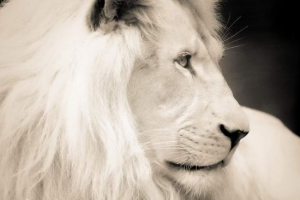 White lion - legend legend