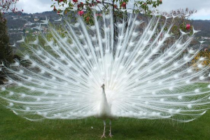 Biały pavlin Biały pavlin